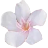 🌸