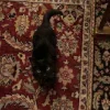 🐈‍⬛