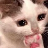 🥺