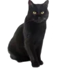 🐈‍⬛
