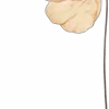 🤎