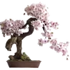 🌸