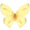 🦋