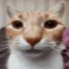 😾