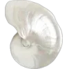 🐚