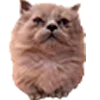 😾