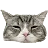 🐈