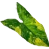 🌱