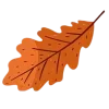 🍂