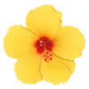 🌺