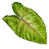 🌱