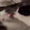 👅
