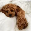 🐶