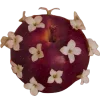 🍎