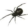 🕷️