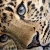 🐆