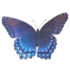 🦋