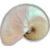 🐚