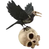 🐦‍⬛