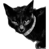 🐈