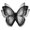 🦋