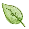 🍃