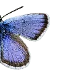 🦋