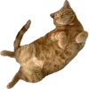 🐱