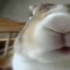 🥕