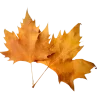 🍂
