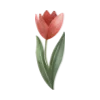 🌷
