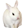 🐰