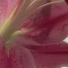 🤩