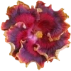 🌺