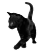🐈‍⬛