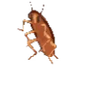 🪳