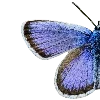 🦋
