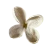 🌸