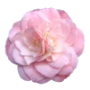 🌺