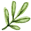 🌿