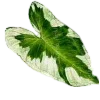 🌱