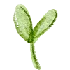 🌱