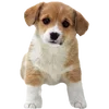 🐶