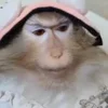 🐵