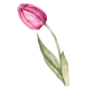 🌷