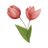 🌷