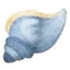 🐚