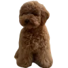 🐶