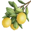 🍋