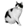 🐈‍⬛